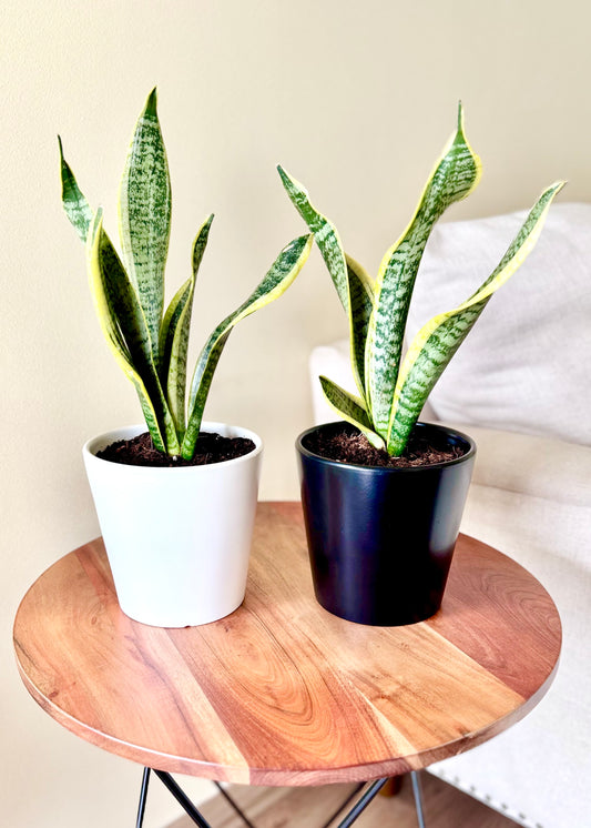 Sansevieria (lengua de suegra)