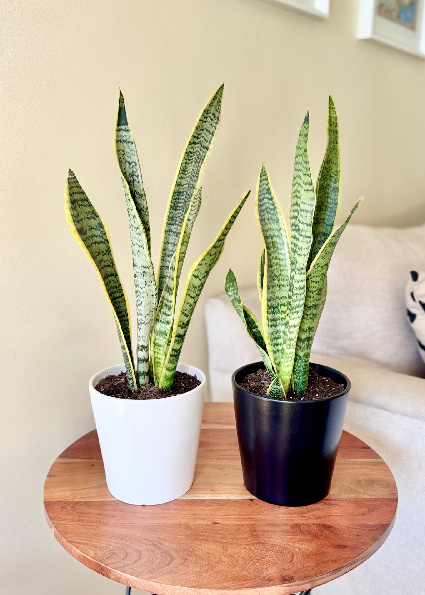 Sansevieria Laurentii (lengua de suegra)