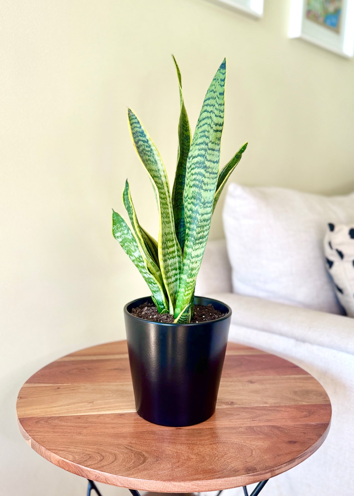 Sansevieria Laurentii (lengua de suegra)