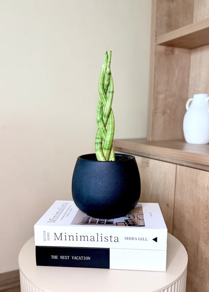 Sansevieria Cilíndrica (Tubular) Trenzada