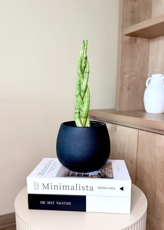 Sansevieria Cilíndrica (Tubular) Trenzada – Cerámica Negro