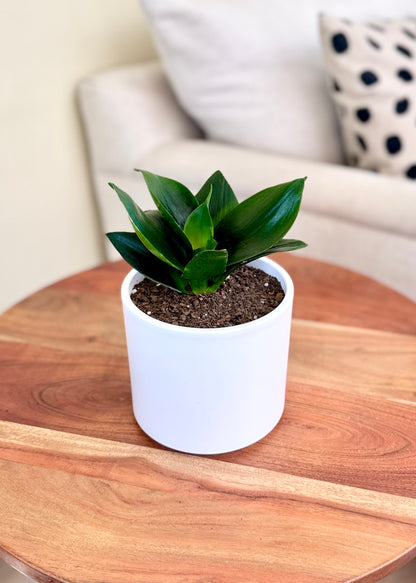 Sansevieria Hahnii Jade