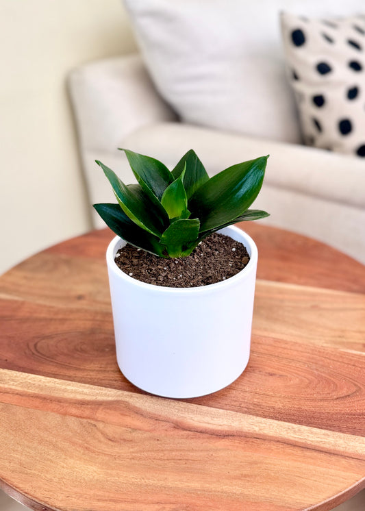 Sansevieria Hahnii Jade