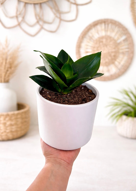 Sansevieria Hahnii Jade