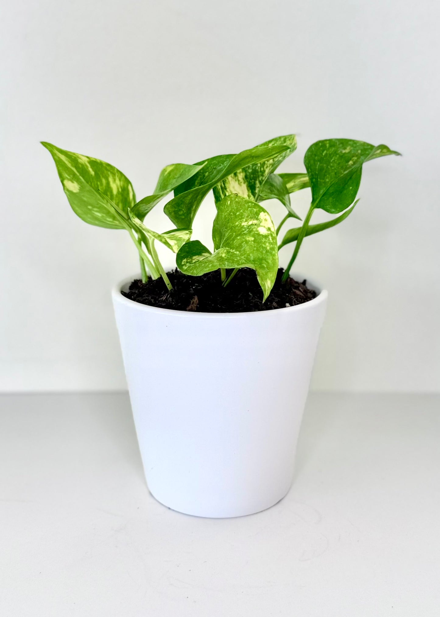 Scindapsus (Pothos)