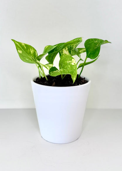Scindapsus (Pothos)