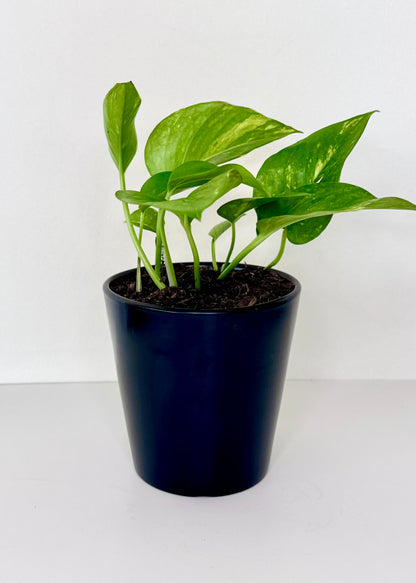 Scindapsus (Pothos)