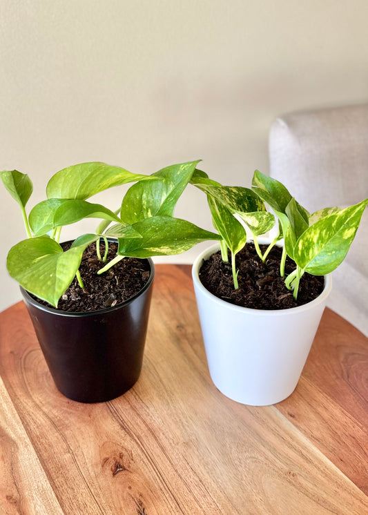 Scindapsus (Pothos)