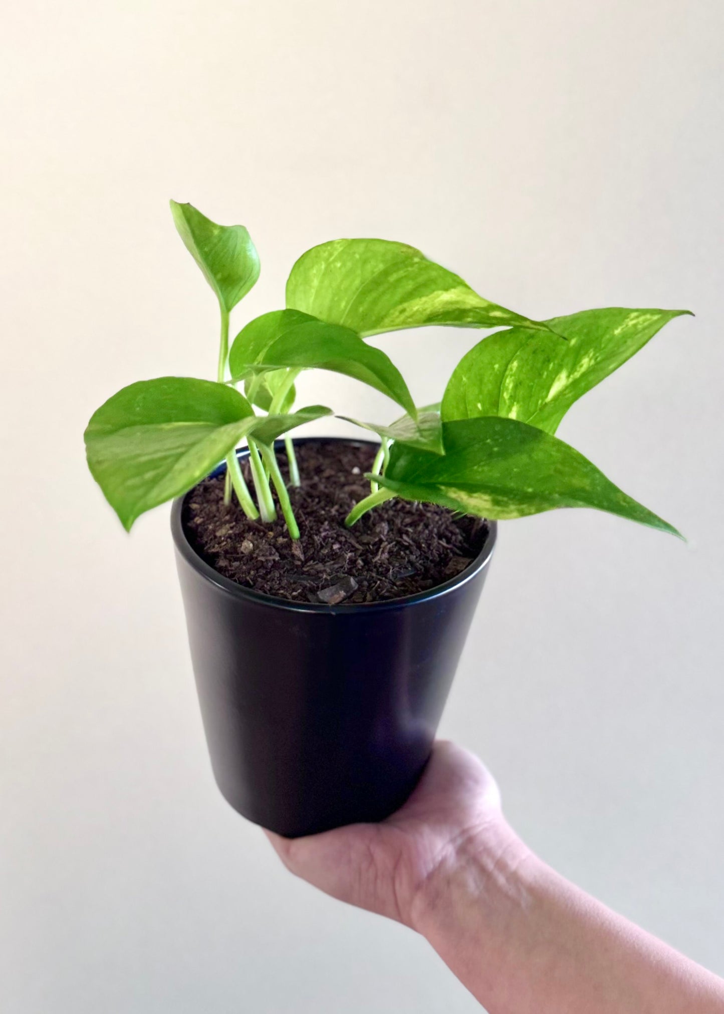 Scindapsus (Pothos)