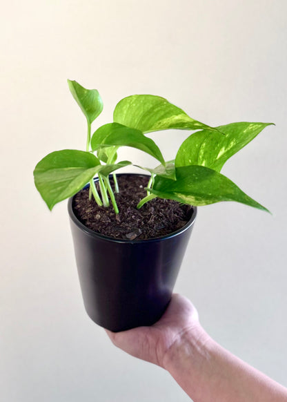 Scindapsus (Pothos)