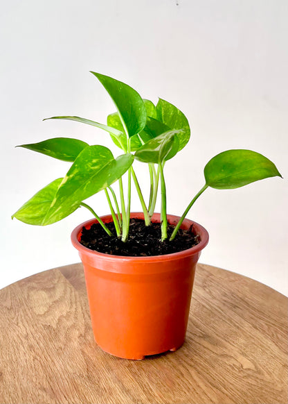 Scindapsus (Pothos)