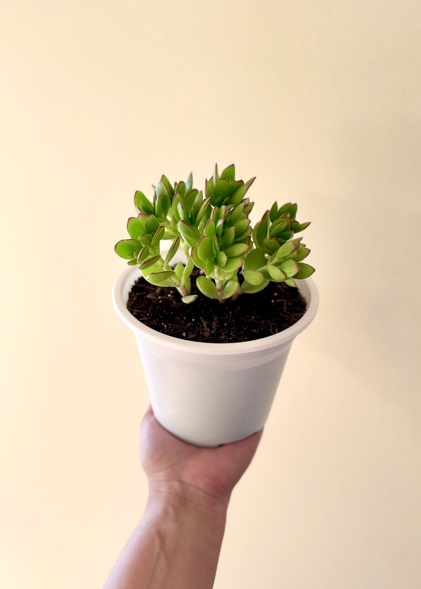 Suculenta Sorpresa