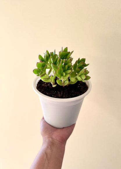 Suculenta Sorpresa