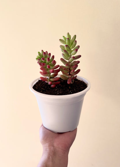 Suculenta Sorpresa
