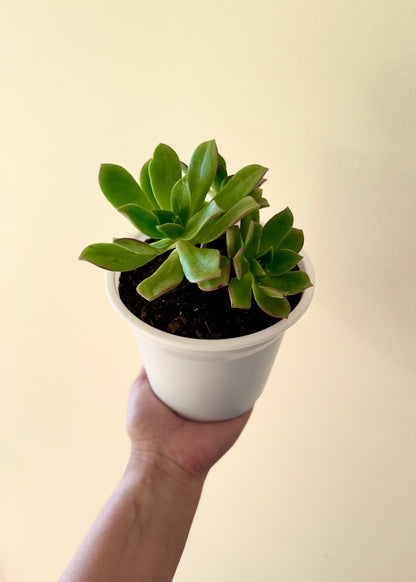 Suculenta Sorpresa