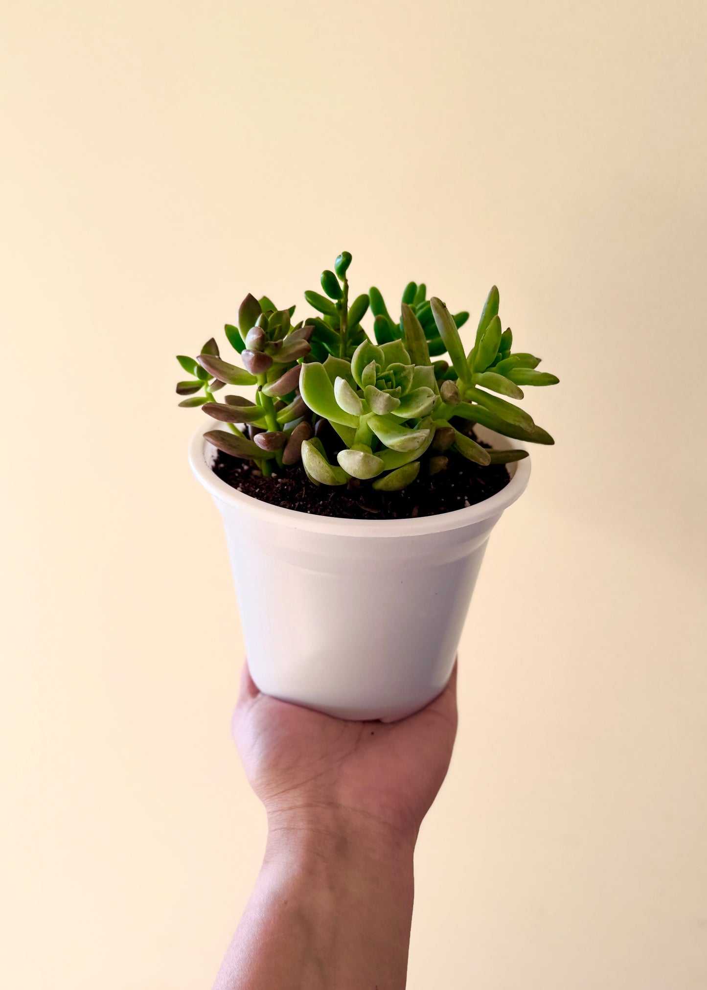 Suculenta Sorpresa