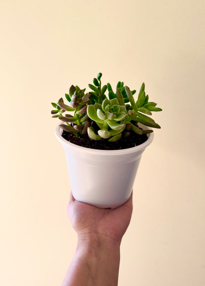 Suculenta Sorpresa