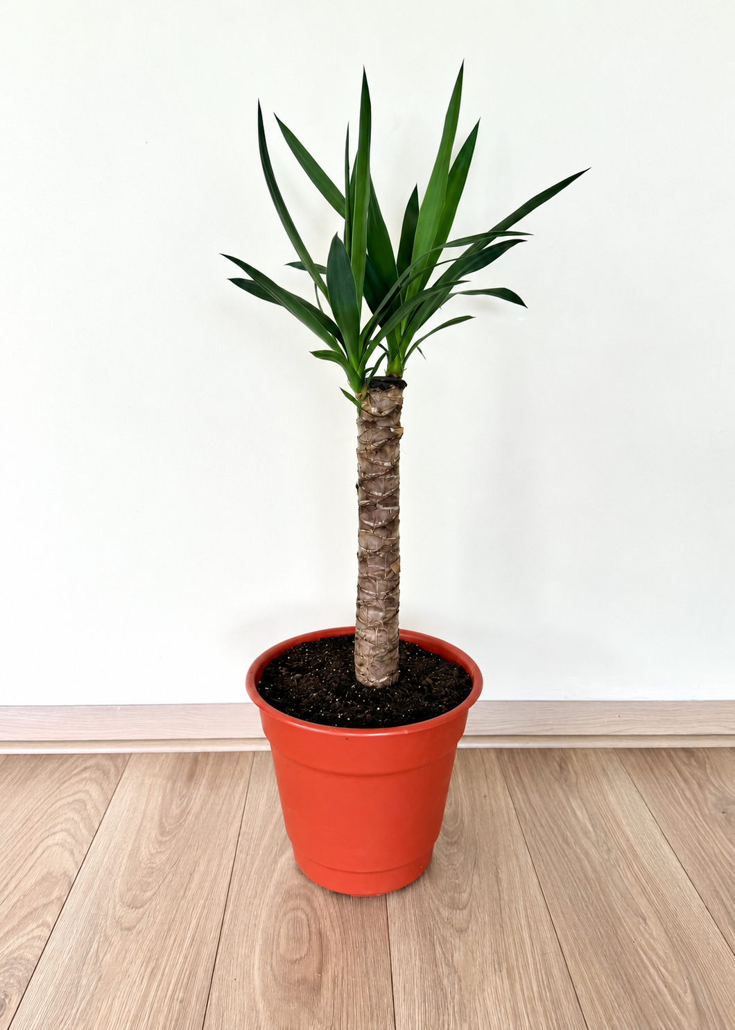 Yuca L (Palo de agua) macetero cono – Plástico del vivero