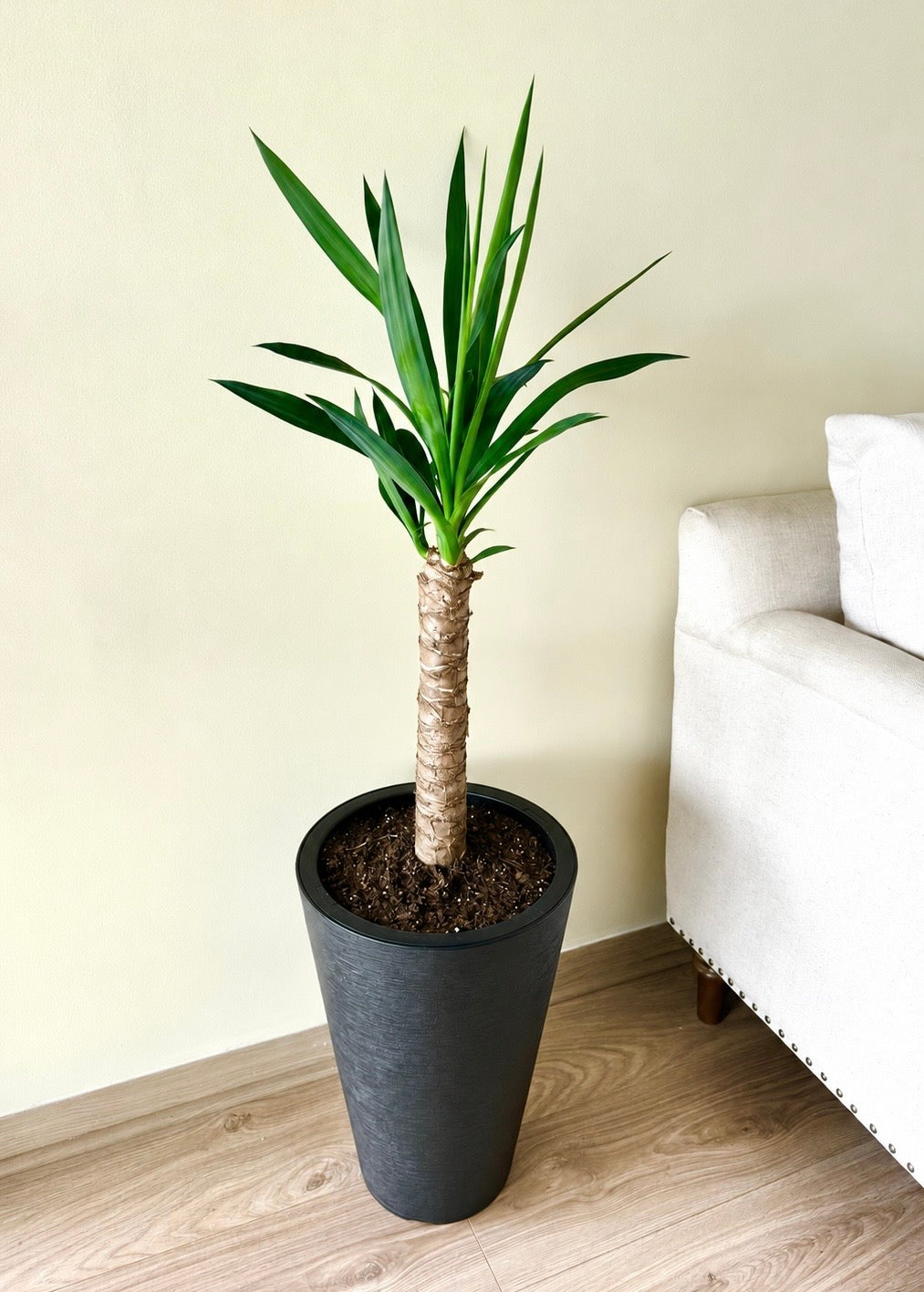 Yuca L (Palo de agua) macetero cono – Cono Negro