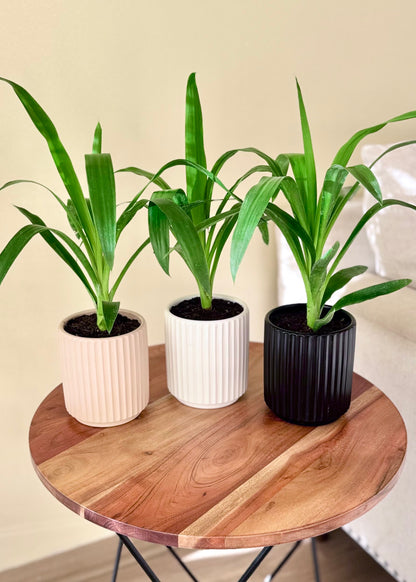 Mini Yuca (Palo de agua)