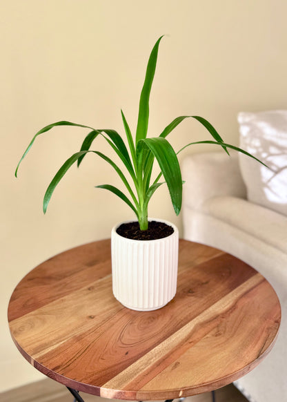 Mini Yuca (Palo de agua)