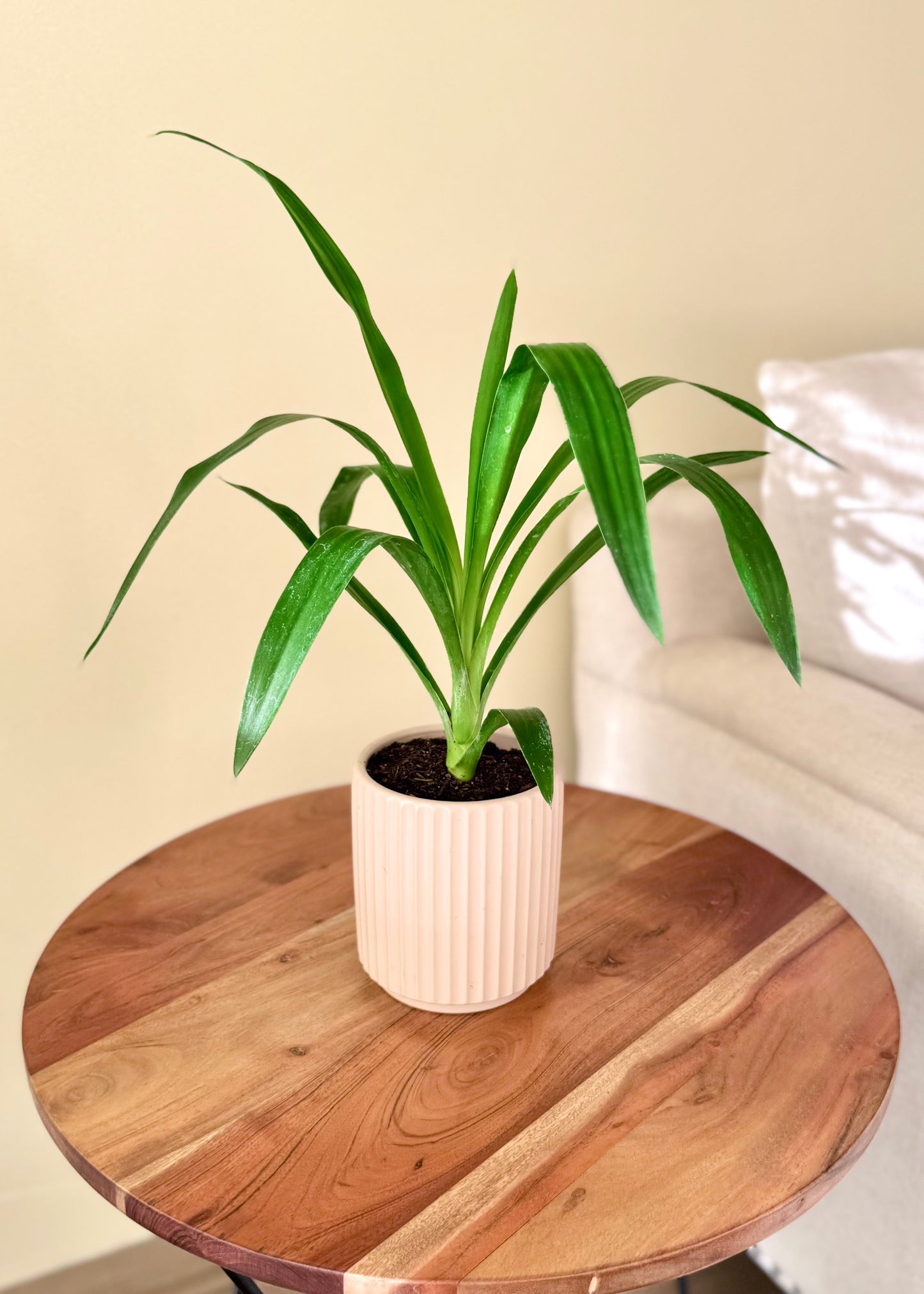 Mini Yuca (Palo de agua)