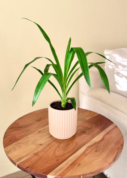 Mini Yuca (Palo de agua)