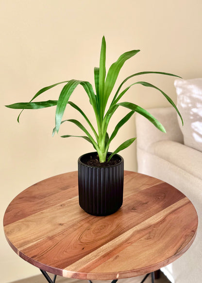 Mini Yuca (Palo de agua)