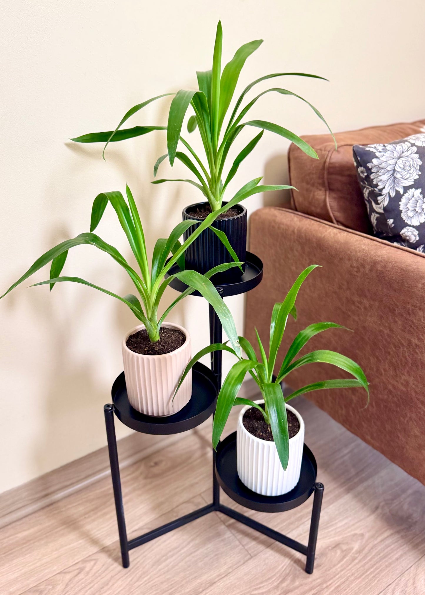 Mini Yuca (Palo de agua)