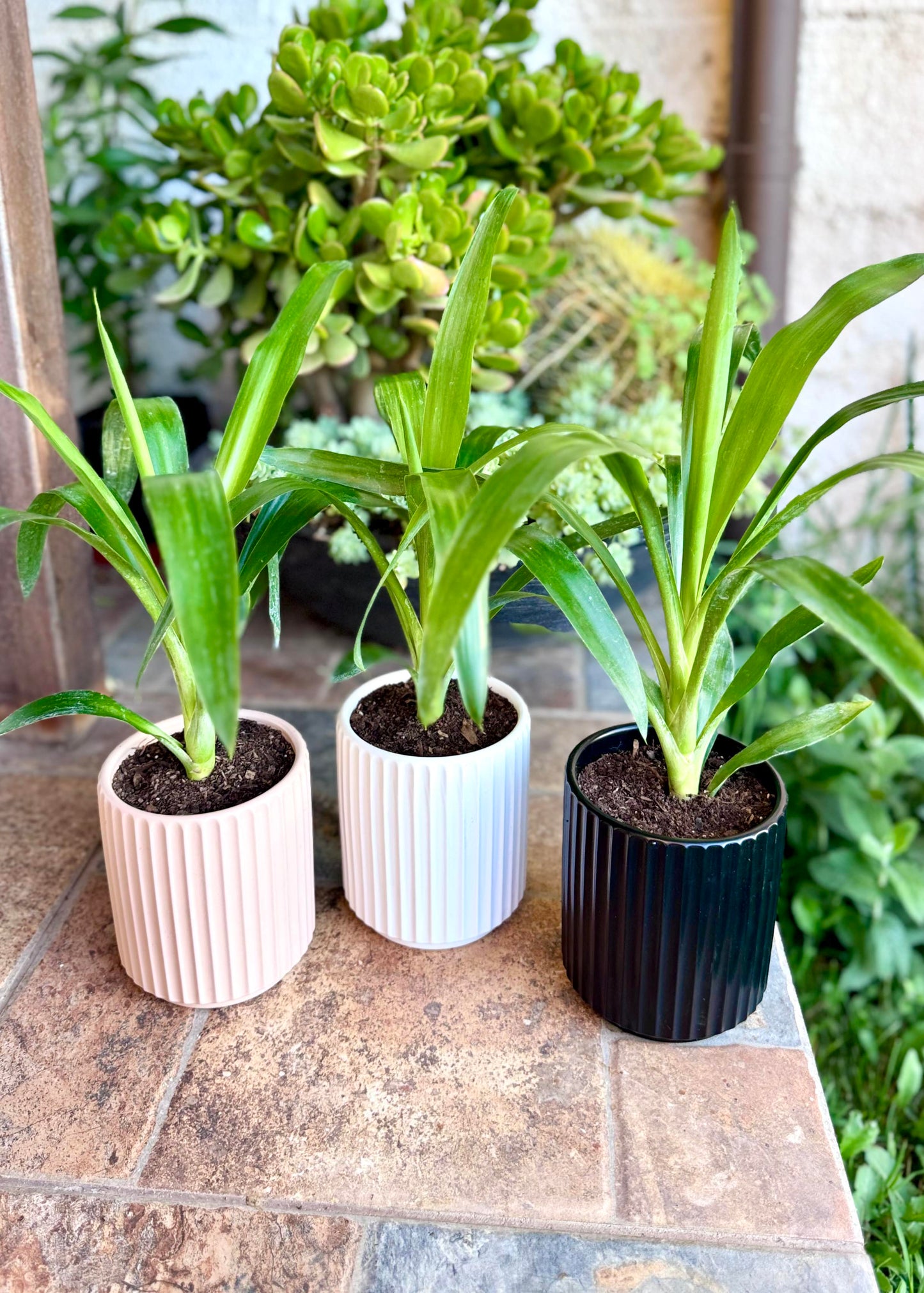 Mini Yuca (Palo de agua)