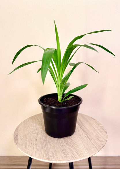 Mini Yuca (Palo de agua)