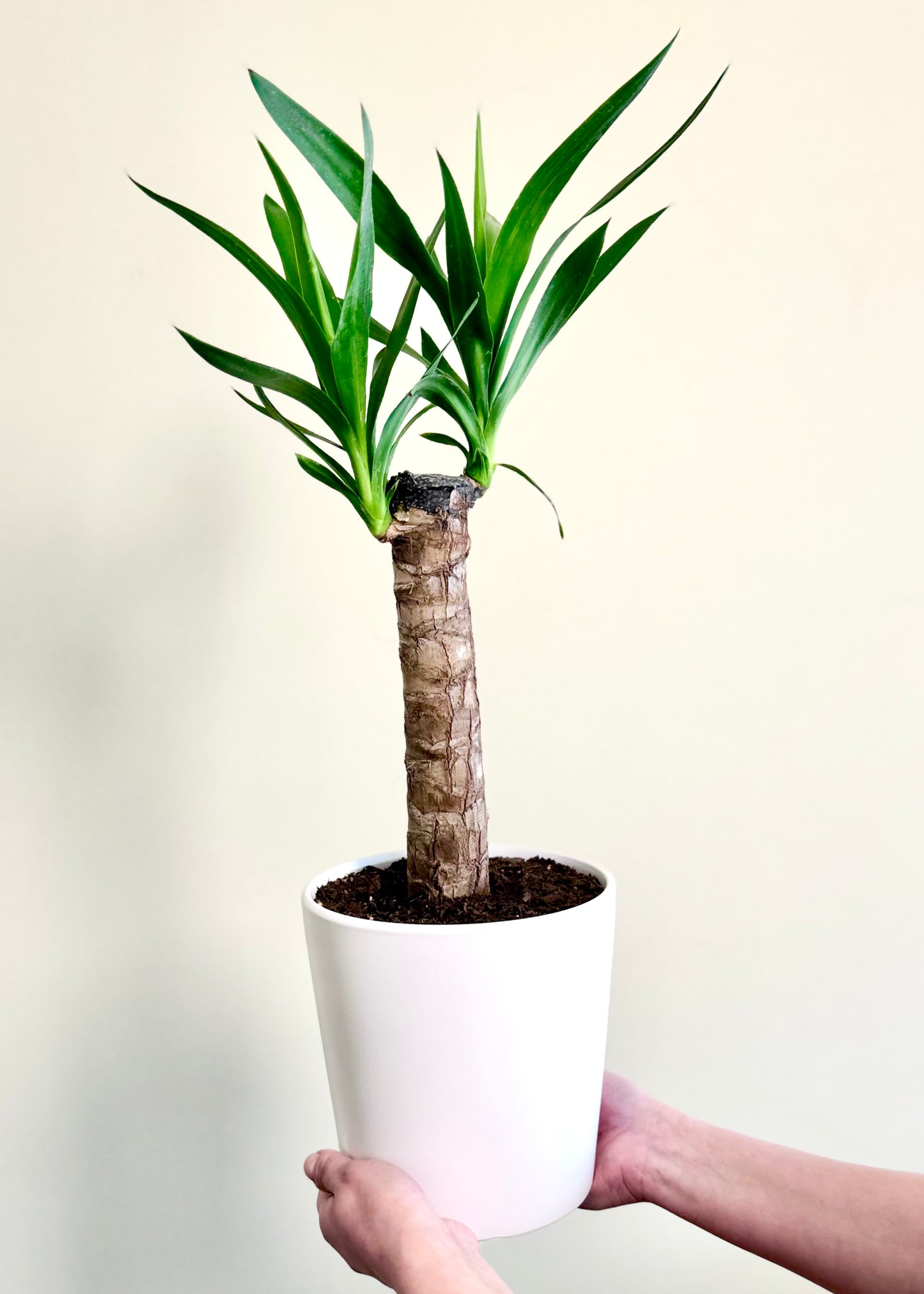 Yuca (Palo de agua)