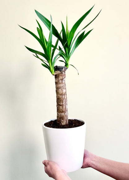 Yuca (Palo de agua)