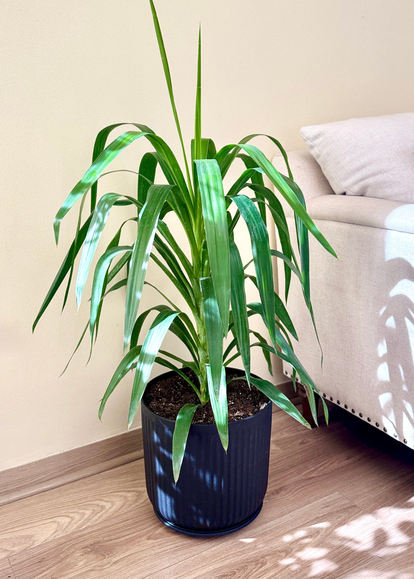 Yuca XL (Palo de agua)