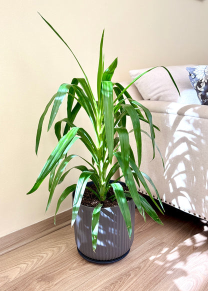 Yuca XL (Palo de agua)