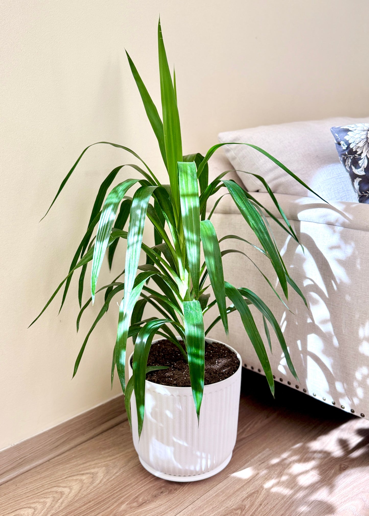 Yuca XL (Palo de agua)