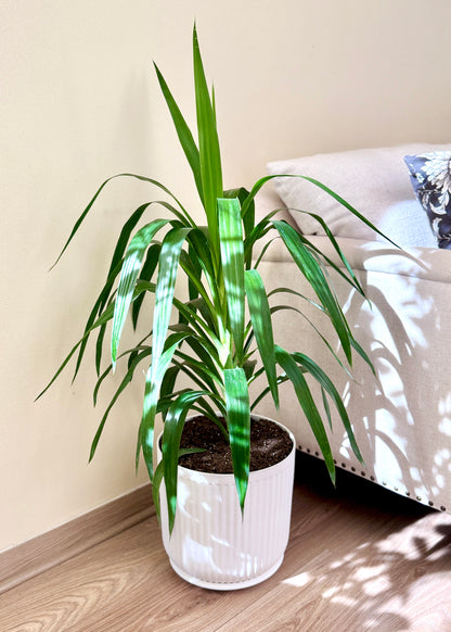 Yuca XL (Palo de agua)