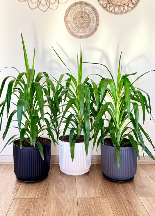 Yuca XL (Palo de agua)