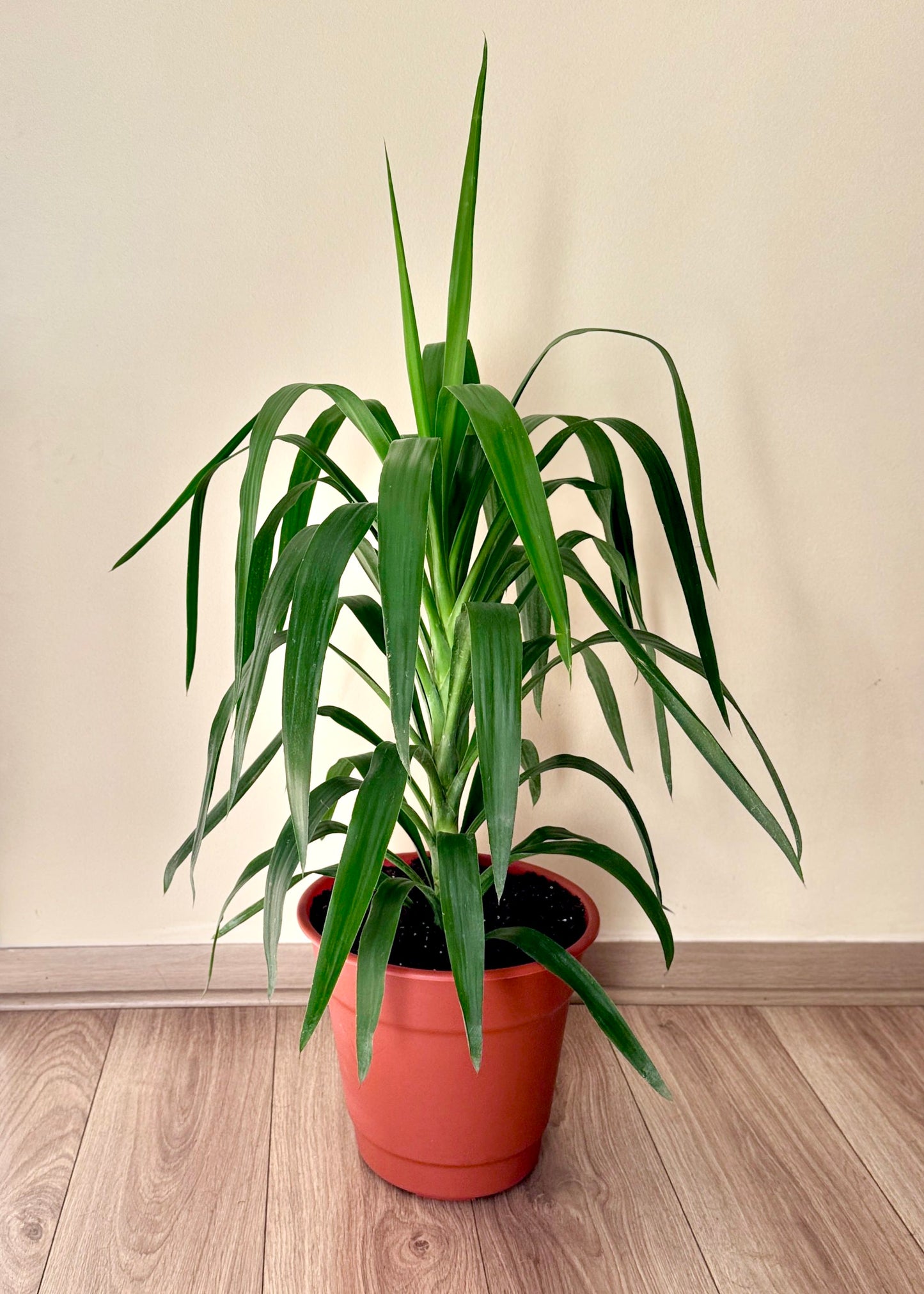 Yuca XL (Palo de agua)