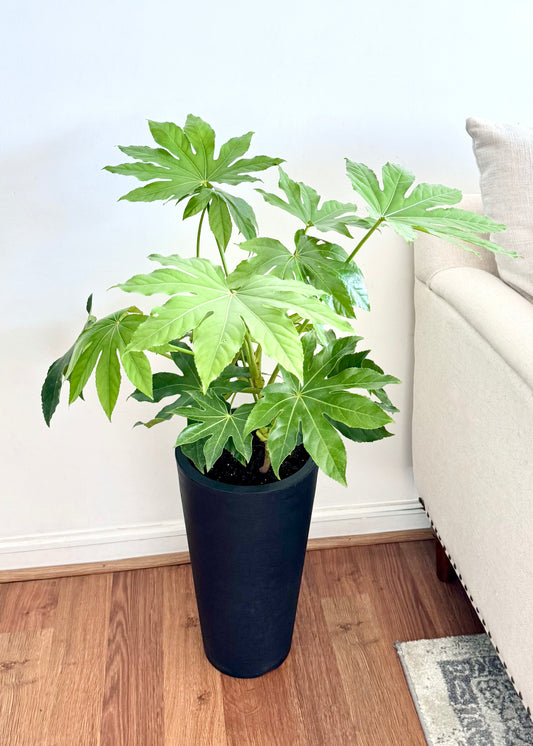 Aralia Japonica L