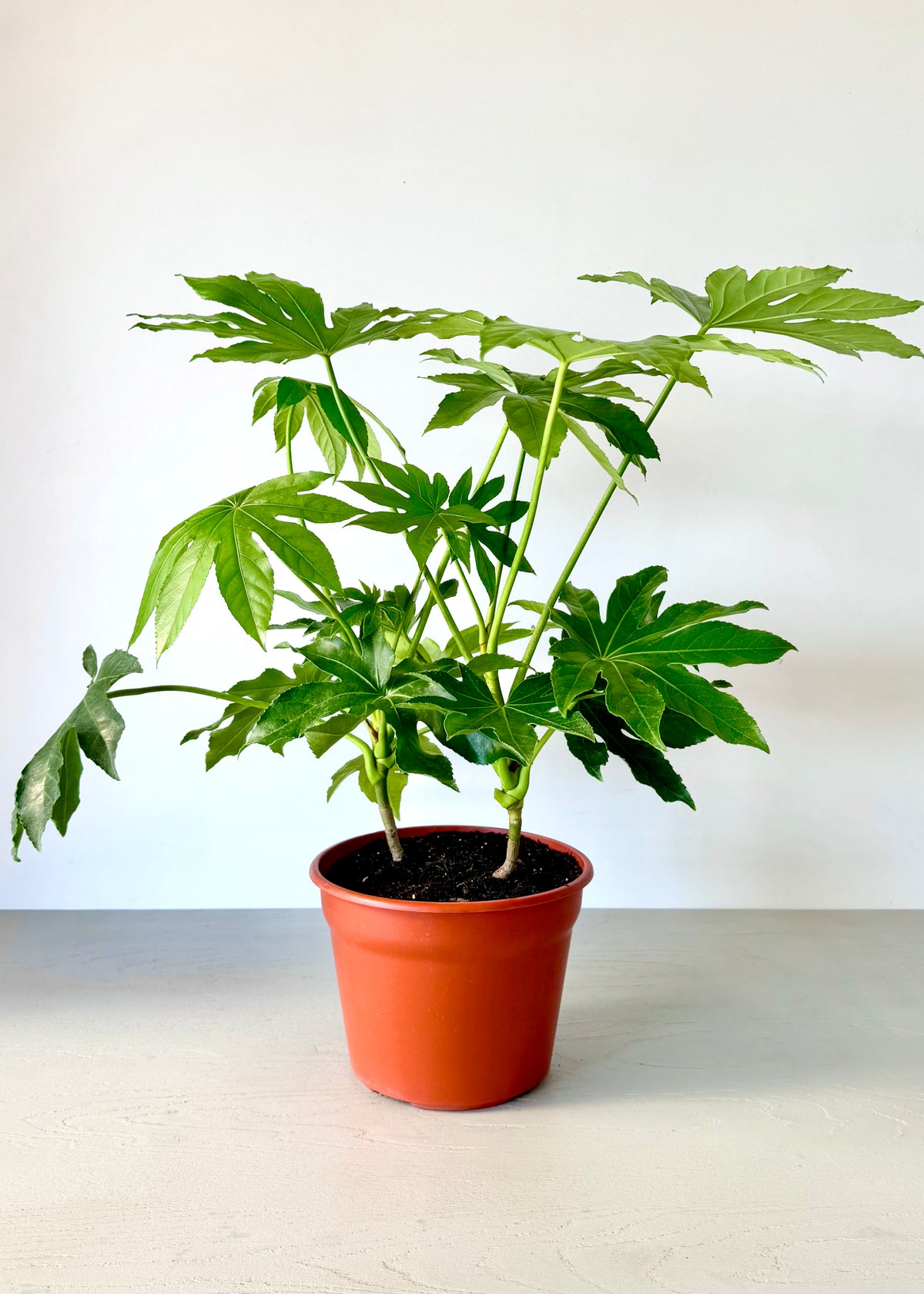Aralia Japonica L