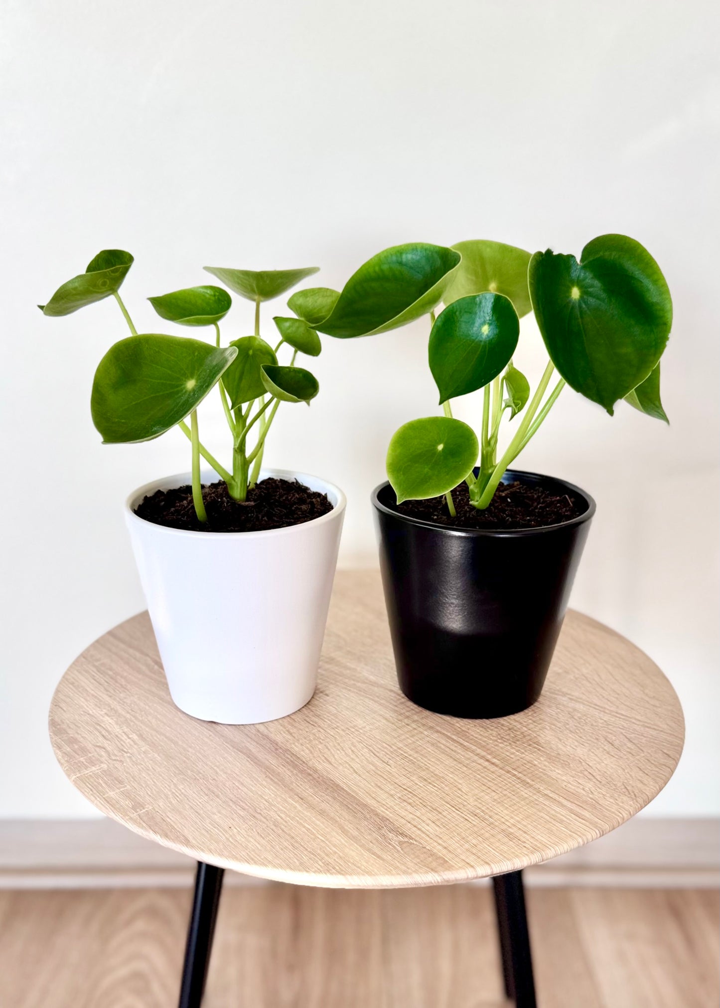 Peperomia Cucharita
