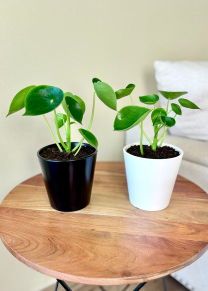 Peperomia Cucharita