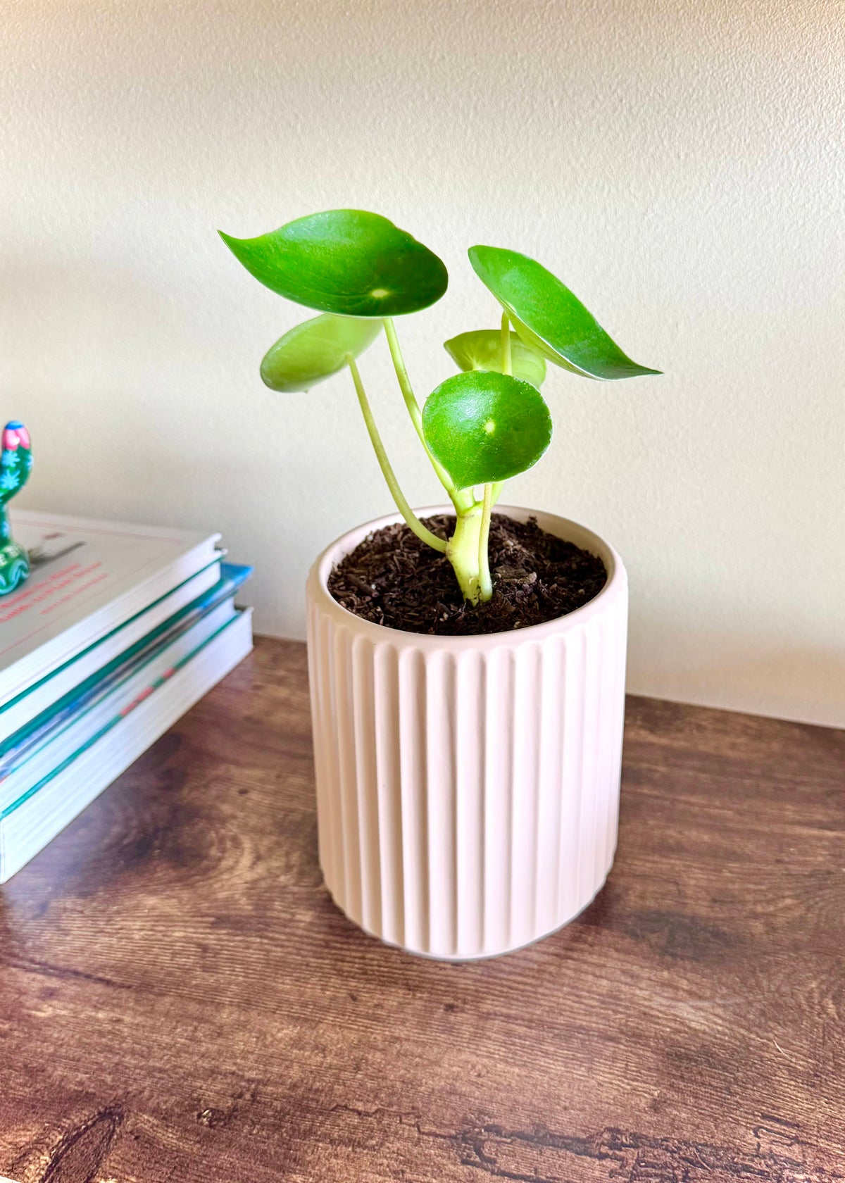 Peperomia Cucharita macetero acanalado