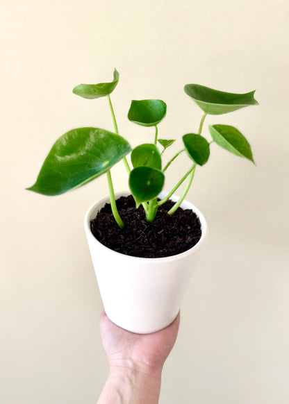 Peperomia Cucharita