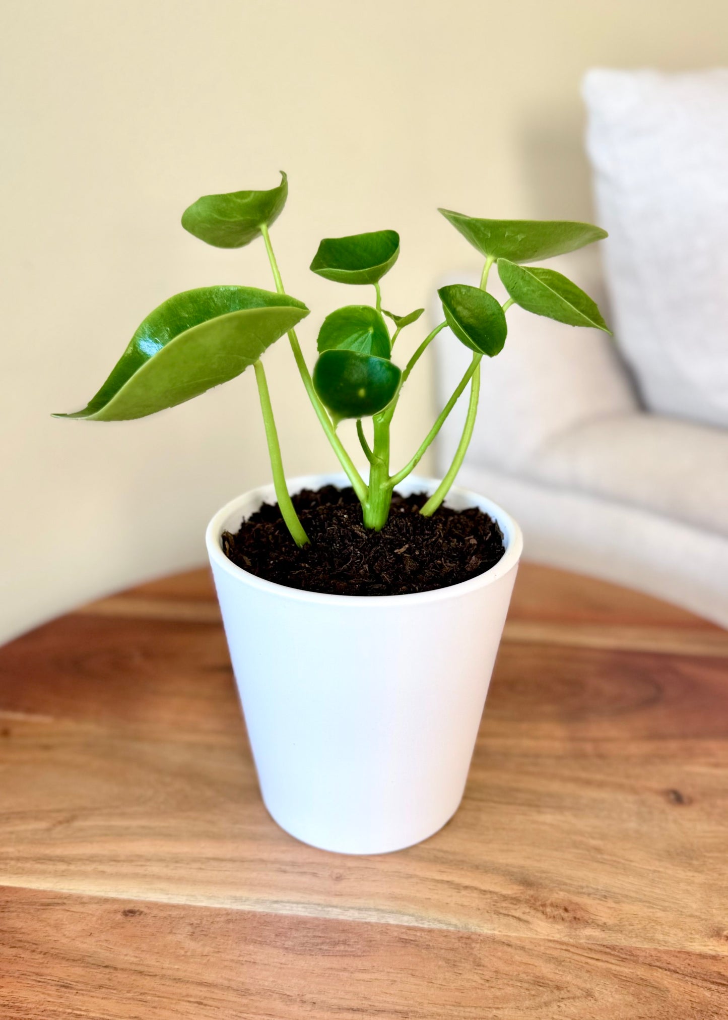 Peperomia Cucharita