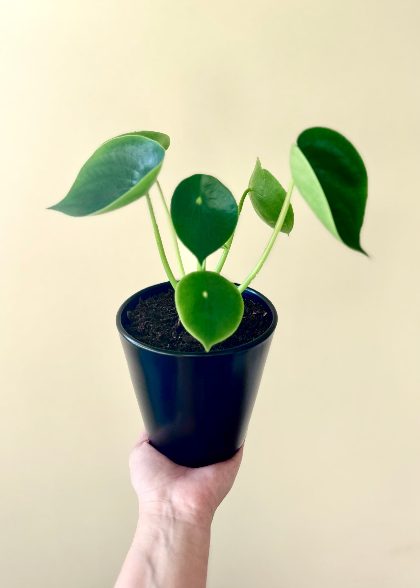 Peperomia Cucharita