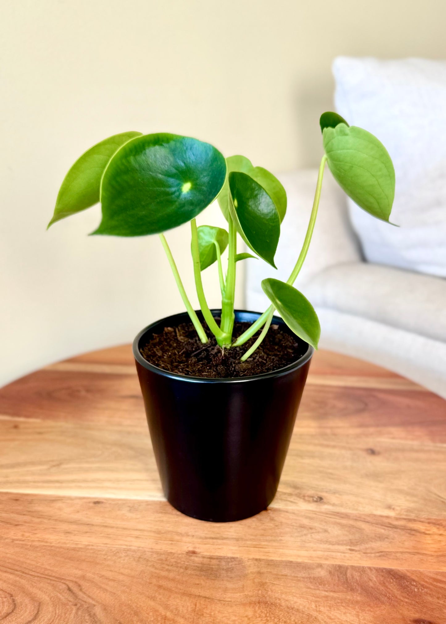 Peperomia Cucharita