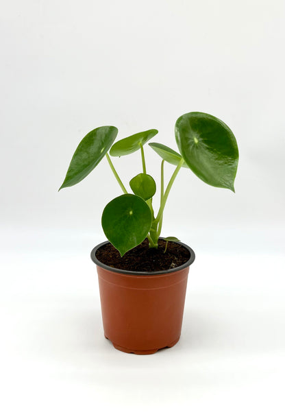 Peperomia Cucharita