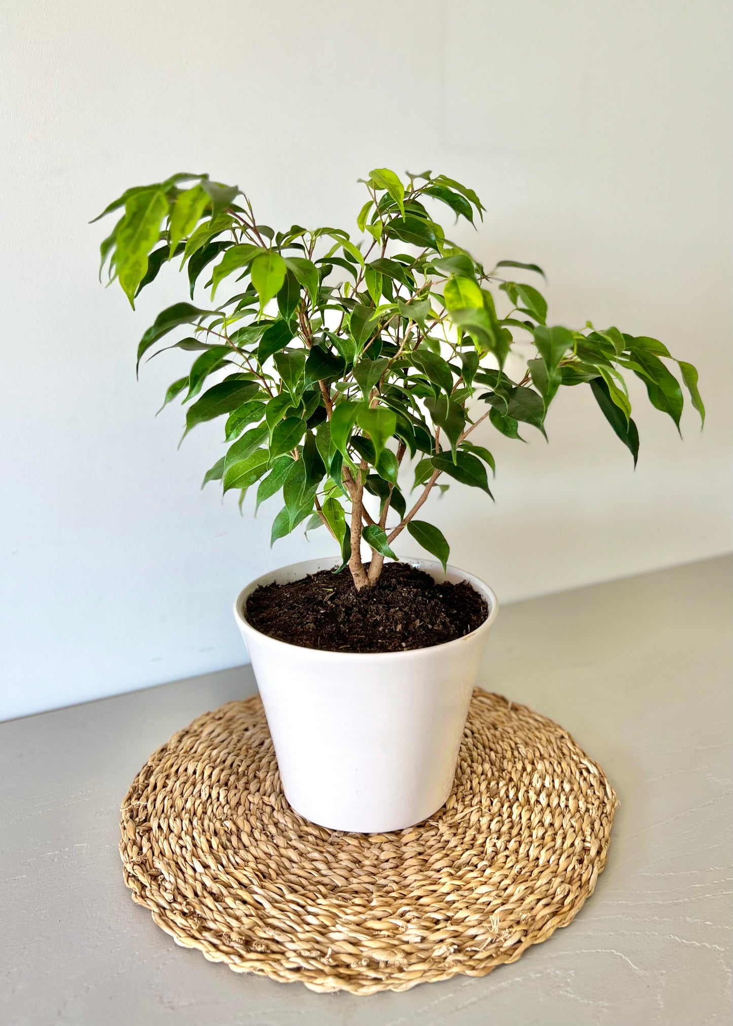 Ficus Benjamina